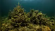 Sumergieron 1.500 árboles de Navidad en un lago y luego de 3 años descubrieron un sorprendente cambio en la biodiversidad del fondo