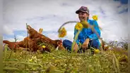 Introdujeron 150 gallinas en una enorme finca australiana y en menos de 3 años observaron más agua en el suelo y flores rosas