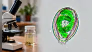 Científica analizó agua cerca de un motel de US$80 y halló 2 nuevas especies: pistas de la evolución de hace 100 millones de años