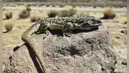 Investigadores peruanos descubren una nueva especie de lagartija que habita en el altiplano de Arequipa