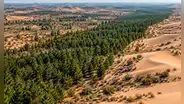 China levantó una muralla de árboles contra el desierto y, casi 50 años después, el plan amenaza sus reservas de agua