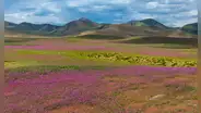 El desierto de Atacama en Chile está repleto de brillantes flores silvestres gracias al fenómeno Súper El Niño: más de 200 especies de plantas