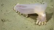 Científicos identifican 57 nuevas especies de aguas profundas en los cañones submarinos de Mar del Plata: incluye un pepino de mar translúcido