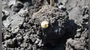 Arqueólogos desenterraron un tesoro de oro en 22.000 bolsas de artefactos antiguos durante un estudio para una autopista