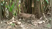 Una cámara de vigilancia para la vida silvestre en la selva captura una imagen que solo se ve una vez cada década