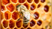 Una película biodegradable de seda de abeja podría transformar el tratamiento de las heridas crónicas