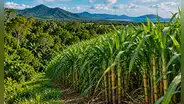 Compró un terreno de caña de azúcar en Australia y lo transformó con 119.000 árboles: así volvió la selva una década después