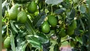 Este país de América Latina vence la guerra de la palta: ya domina en Europa y empieza a ganar terreno frente a México en EE. UU.