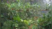 Plantaron más de 50.000 árboles en una antigua zona ganadera de Costa Rica y 24 años después regresaron los animales