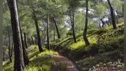 Un ingeniero español reforestó 5.000 hectáreas a cañonazos en 1889 y 135 años después es uno de los grandes pulmones verdes de Murcia