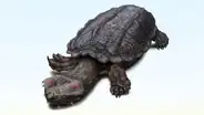 El fósil de un caparazón encontrado en Perú es de una de las tortugas de agua dulce más grandes jamás conocidas