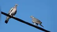 ¿Por qué los pájaros no se electrocutan al posarse sobre cables de alta tensión? La respuesta está en una clave de la física