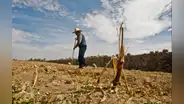 El Niño golpeará por partida doble: lluvia extremas en la costa norte y déficit hídrico en el agro sur