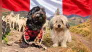 Tras 10 años recorriendo comunidades andinas: el perro peruano Chaku logra histórico logro internacional y es reconocido como nueva raza oficial del Perú