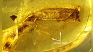 Un lagarto de la época de los dinosaurios perdió su cola hace 99 millones de años y el ámbar conservó la evidencia
