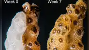 Científicos demuestran que un breve contacto físico entre corales sanos y blanqueados puede ayudarles a restaurar el color