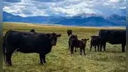 Hace 14 años compraron un rancho en ruinas en Estados Unidos: hoy es un refugio para la vida silvestre y un ejemplo de ganadería sostenible