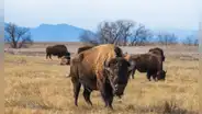 En 1993 se liberaron 300 bisontes en una pradera de Oklahoma y ahora deambulan más de 2.000 ayudando a proteger todo un ecosistema
