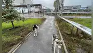 En 1986, la explosión del reactor de Chernóbil obligó a que los perros fueran abandonados por sus dueños; décadas después, estos formaron grupos genéticos distintos