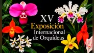 Lima será sede del evento de orquídeas más grande del país por los 40 años de la Sociedad Peruana de Orquídeas