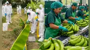 Exportaciones de banano peruano crecen 24,6%, pero Fusarium afecta más de 1.000 hectáreas en Piura