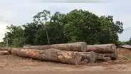 Expoamazónica Ucayali 2026: Proponen uso de madera 100% amazónica para albergar a familias afectadas por El Niño