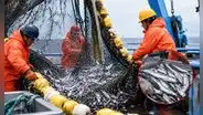Produce autoriza pesca exploratoria de anchoveta blanca por 15 días ante el desarrollo de El Niño
