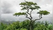 El proverbio chino que cuestiona la perfección: "Un árbol torcido vive su propia vida, pero un árbol recto se convierte en madera"