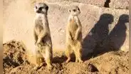 Buscan voluntarios para vivir en Sudáfrica y estudiar animales salvajes: ofrecen alojamiento, comida y formación científica