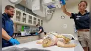 Una perra salvó a una tortuga marina en peligro de extinción que estaba casi congelada en Gales y, tres años después, viajó 8.000 kilómetros