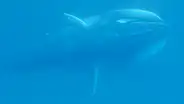 Científicos graban el sonido submarino de un misterioso gigante de 10 metros de largo del cual se sabe poco