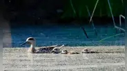 En 2025, España registró 172 hembras de un ave en peligro de extinción y 1.427 polluelos tras un proyecto que restauró 3.600 hectáreas de humedales
