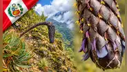 Puya ukumari, la extraña planta de hasta 2 metros y flores casi negras descubierta en los Andes de Cusco