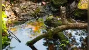Estados Unidos arroja más de 6.000 troncos desde helicópteros a sus ríos para recuperar los hábitats naturales y proteger a los salmones