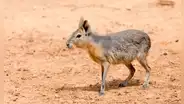 Corre a 60 km/h y parece un cruce entre perro y conejo: el roedor más veloz del mundo habita en Sudamérica
