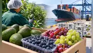 Agroexportaciones superan los US$8.300 millones, pero crecen 2,3%: tres frutas lideran los envíos