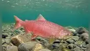 Chile introdujo este pez gigante en los años 70 para crear una industria y, medio siglo después, invade los ríos de la Patagonia argentina
