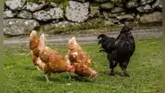 Tiene 62 años, cría 115 gallinas resistentes al frío extremo en la ciudad más austral del mundo y produce huevos azules para restaurantes de alta cocina