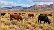 Una estancia de la Patagonia cambió el pastoreo y dejó las ovejas para criar solo vacas: el suelo ganó un 46% de materia orgánica