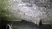 Una telaraña de 106 metros cuadrados descubierta en una cueva subterránea es el refugio de más de 111.000 arañas