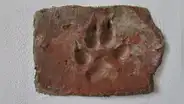 Descubren huellas de patas de perro de hace 4.000 años en el ladrillo de adobe en una casa incendiada de la Edad del Bronce