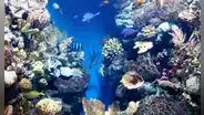 Arrojaron neumáticos rellenos de cemento al mar en 1978 y crearon un arrecife artificial: ahora alberga peces, langostas y otros animales marinos