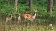 Este país de América Latina importó ciervos desde España para fomentar la caza: más de un siglo después, generan preocupación por su impacto ambiental