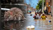 Leptospirosis alcanza récord de 50 muertos y casi 14.000 casos en Perú: Lima en alerta por alta letalidad