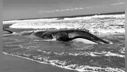 No pudieron salvarla: muere ballena juvenil varada cerca de la Reserva Nacional Lagunas de Mejía en Islay