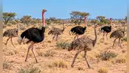 Liberan ocho avestruces en una reserva de África tras más de 70 años de ausencia: su regreso tiene un propósito clave para el ecosistema
