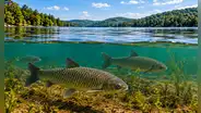 En 1928 crearon un lago artificial en EE.UU. para generar electricidad: décadas después, peces introducidos arrasaron con su vegetación