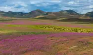 La zona de flores silvestres en el desierto de Atacama, cerca de Copiapó, Chile. Foto: Javier Torres/AFP