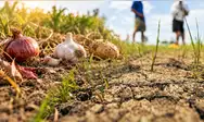 El Midagri también ejecuta 41 intervencciones más a través del Programa Subsectorial de Irrigaciones, con un plazo de 60 días para mitigar los efectos del fenómeno El Niño en la región. Cebolla, ajo y papa bajo amenaza: el plan de emergencia en 16 puntos críticos de Arequipa por El Niño