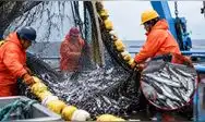 El Ministerio de la Producción autorizó al Imarpe a realizar una pesca exploratoria de samasa por 15 días fuera de las cinco millas náuticas, en el contexto de El Niño 2026-2027.
